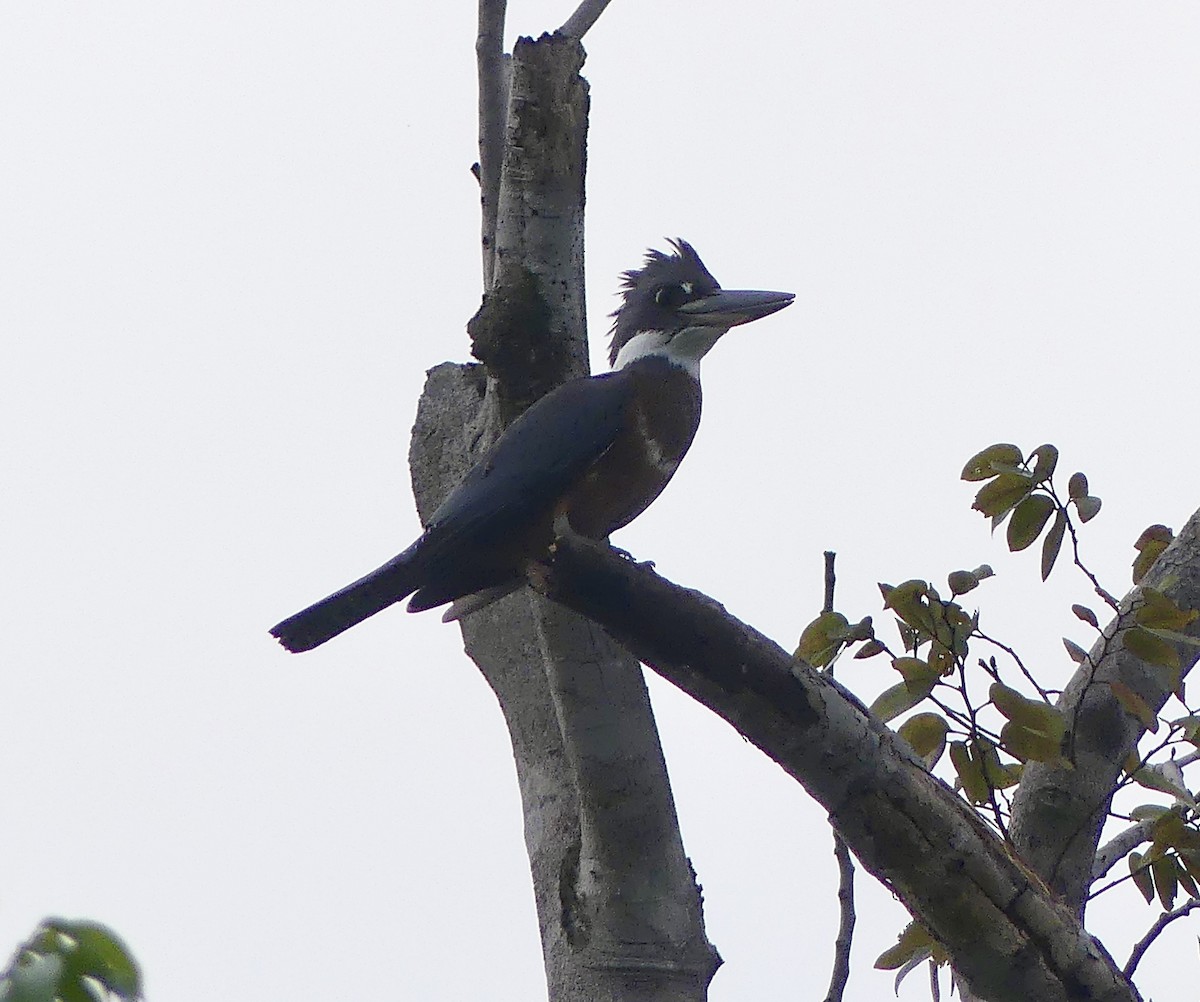 Ringed Kingfisher - ML625960611