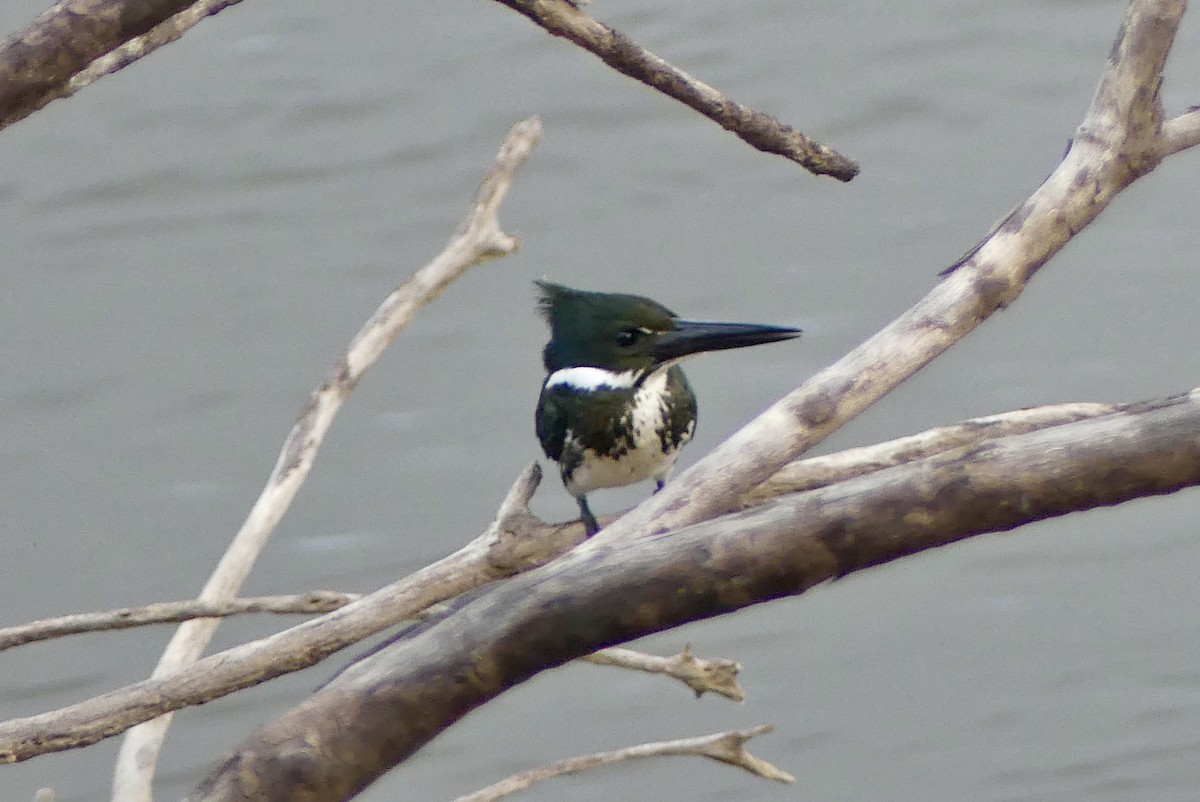 Amazon Kingfisher - ML625960645