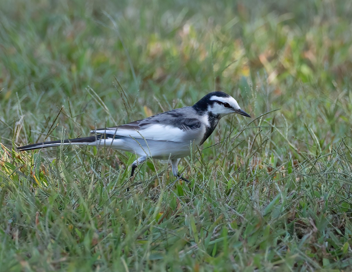 konipas bílý (ssp. lugens) - ML625960670