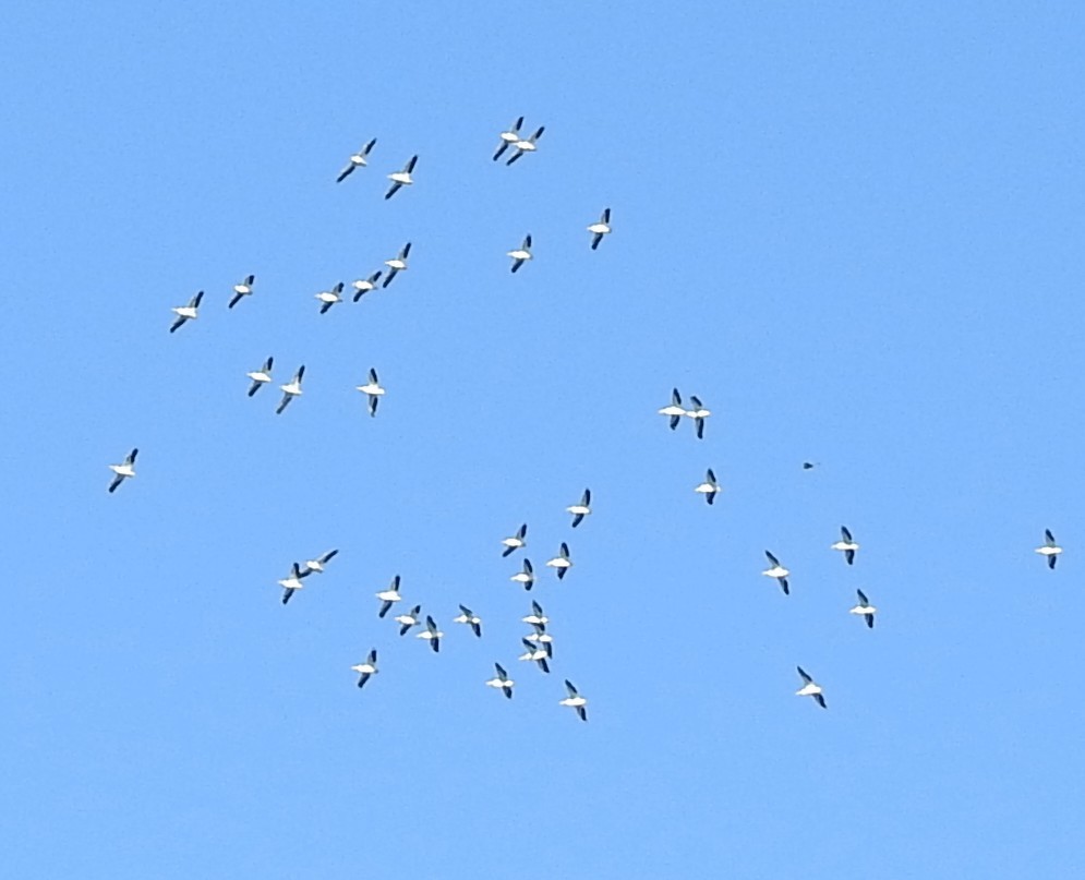 American White Pelican - ML625960751