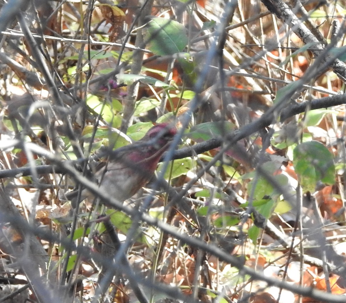 Purple Finch - ML625960758