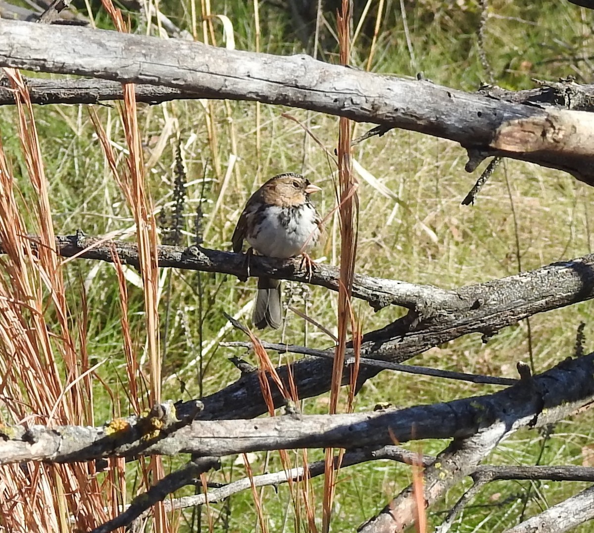Harris's Sparrow - ML625960763