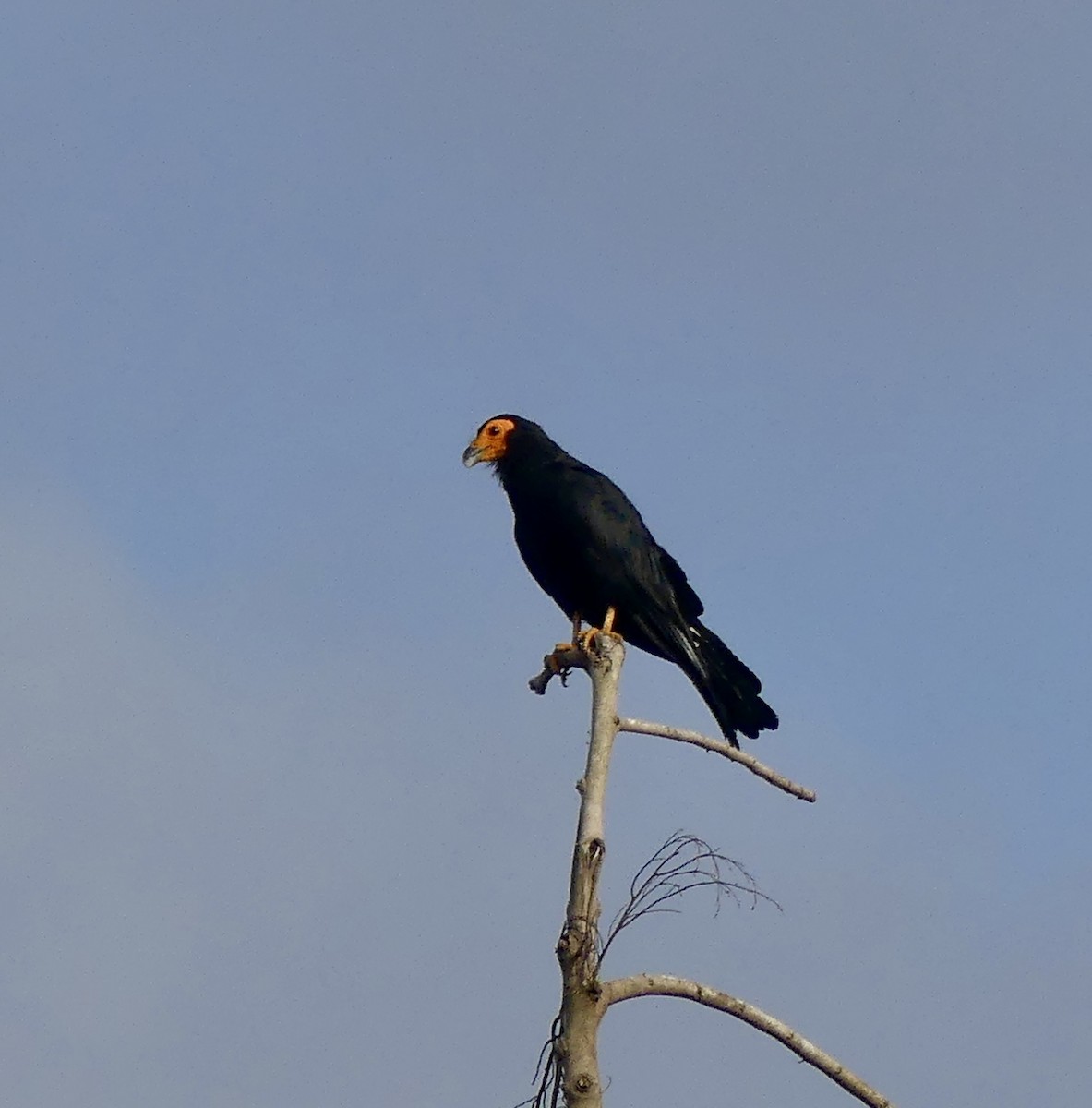 Black Caracara - ML625960838