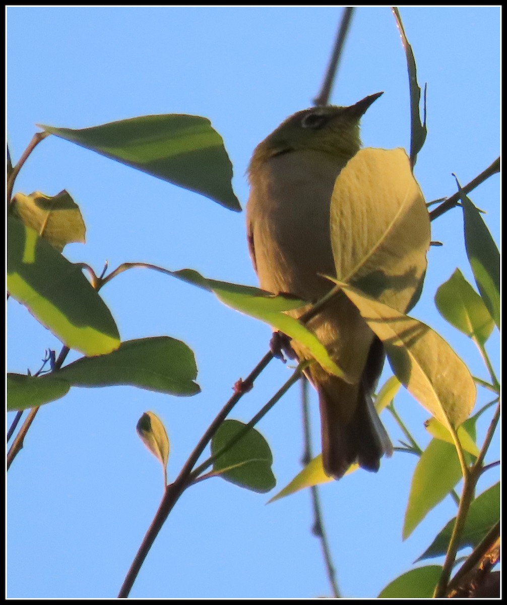 Swinhoe's White-eye - ML625960931