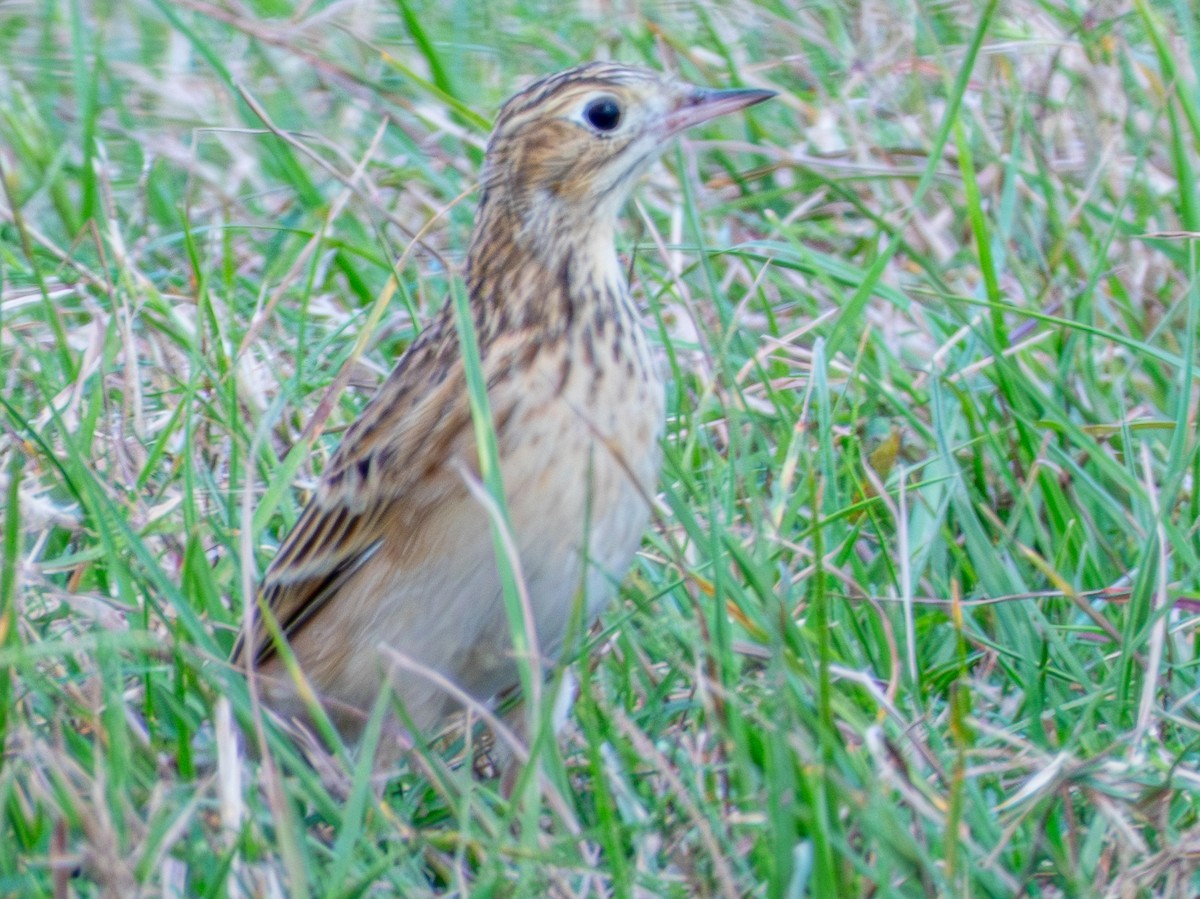 Sprague's Pipit - ML625960945