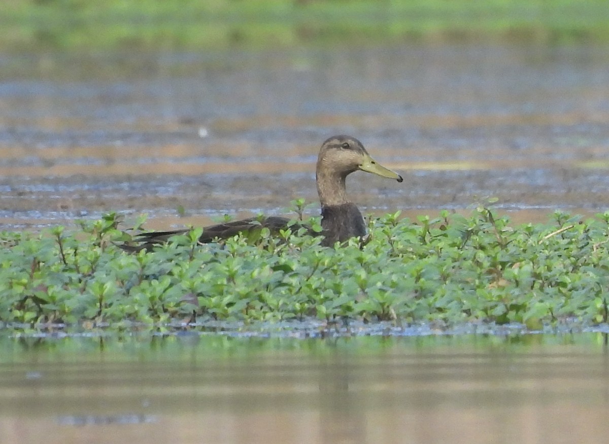 American Black Duck - ML625961079