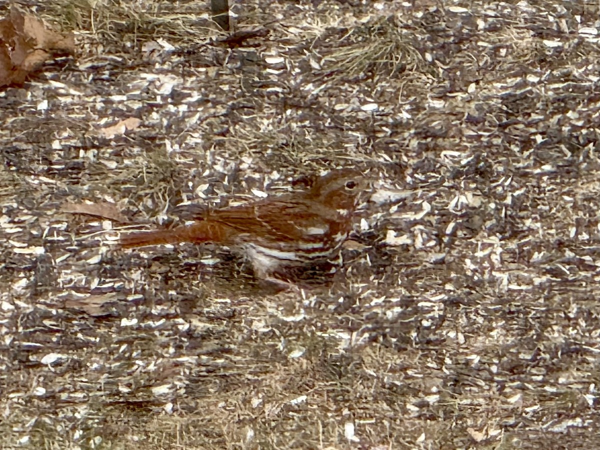 Fox Sparrow - ML625961117