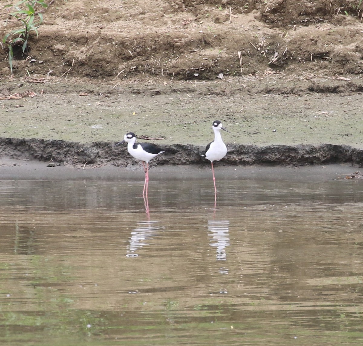 Black-necked Stilt - ML625961237