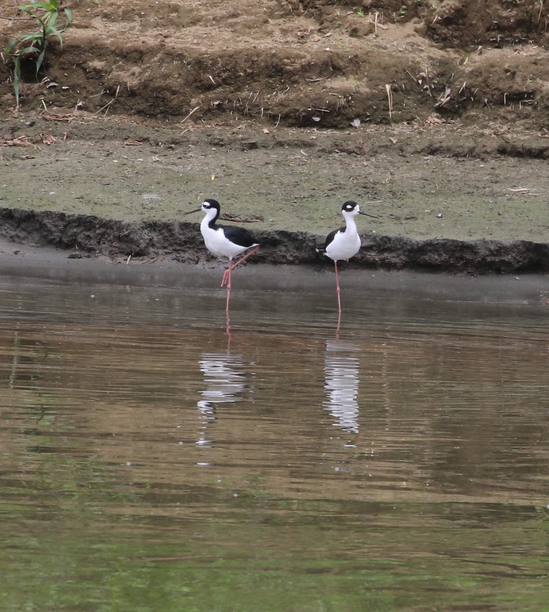 Black-necked Stilt - ML625961241