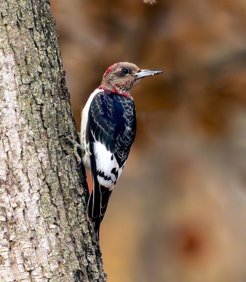 Red-headed Woodpecker - ML625961642