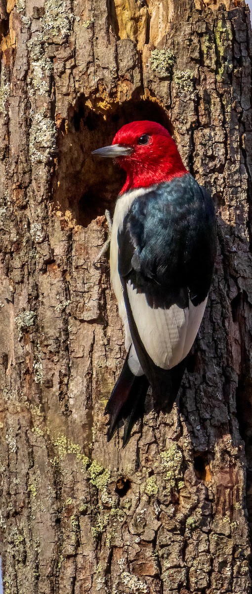 Red-headed Woodpecker - ML625961740