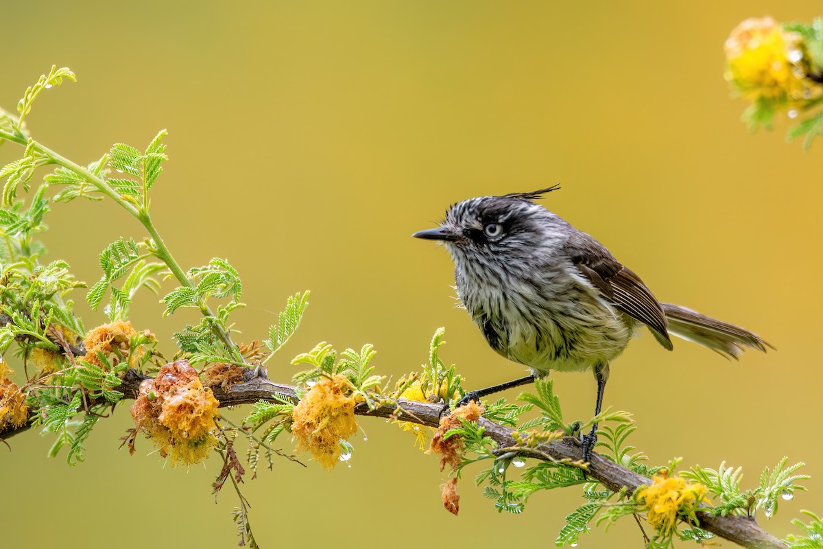 Tufted Tit-Tyrant - ML625962130