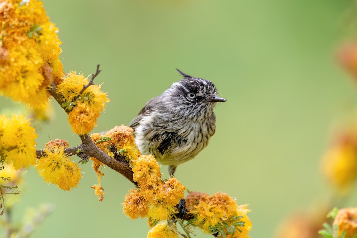 Tufted Tit-Tyrant - ML625962131