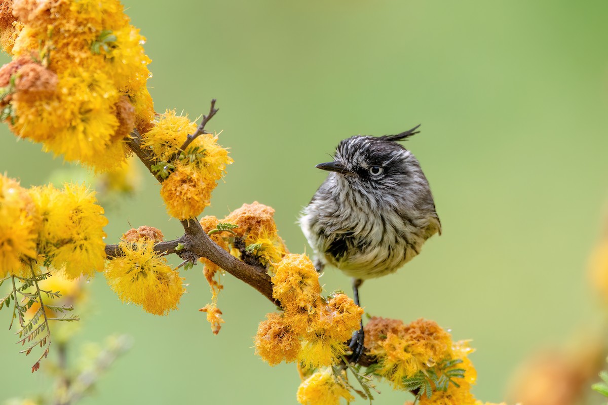 Tufted Tit-Tyrant - ML625962132