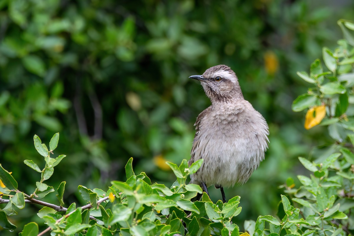 Chilean Mockingbird - ML625962148
