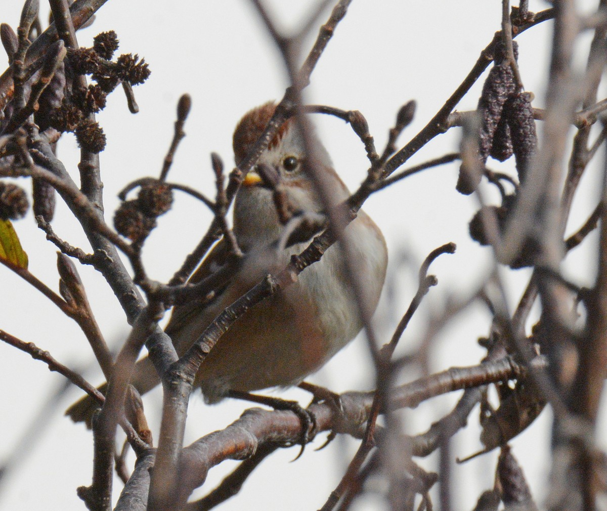 American Tree Sparrow - ML625962398