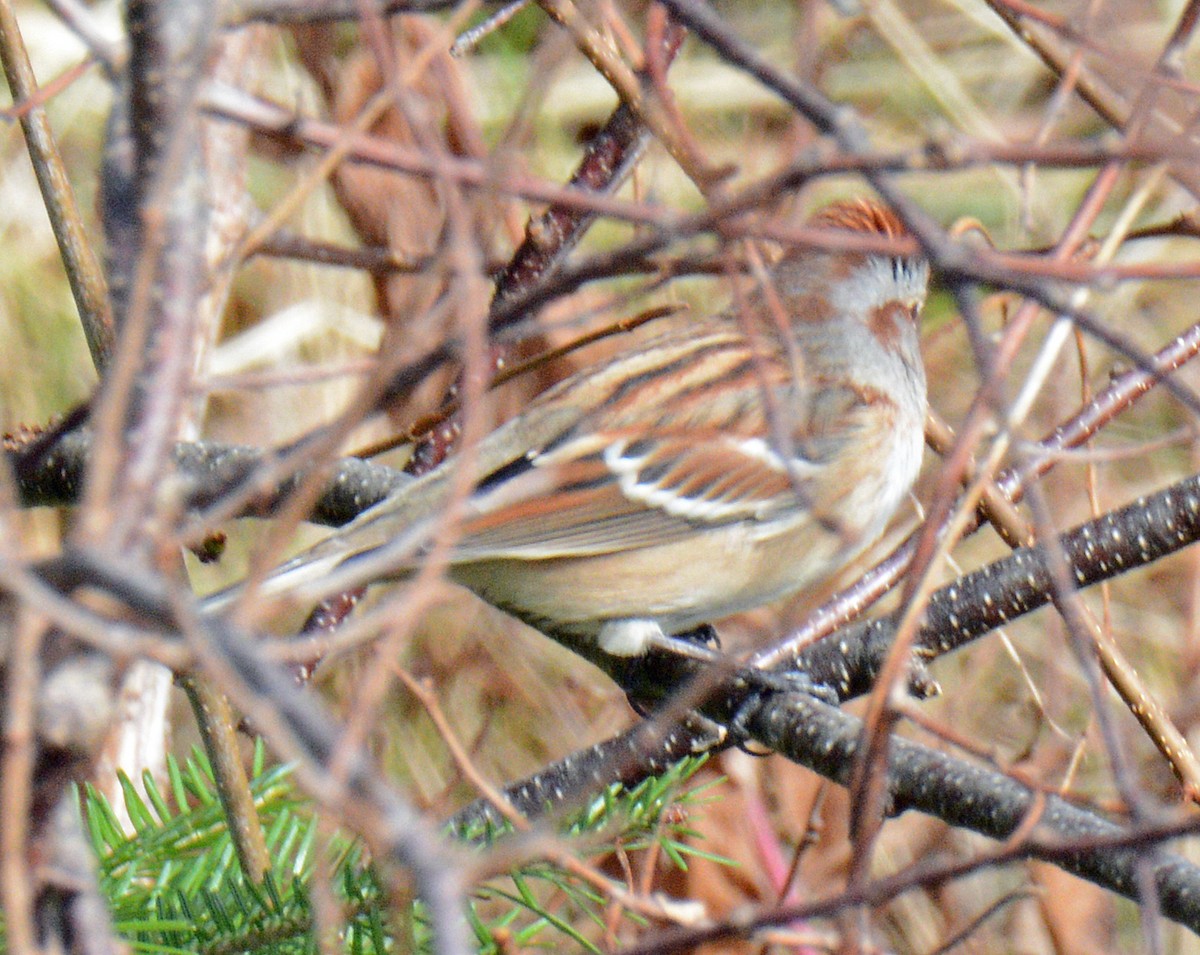 American Tree Sparrow - ML625962400