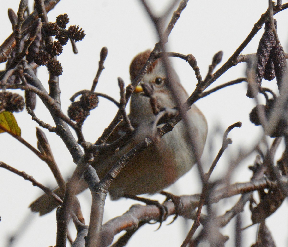 American Tree Sparrow - ML625962401