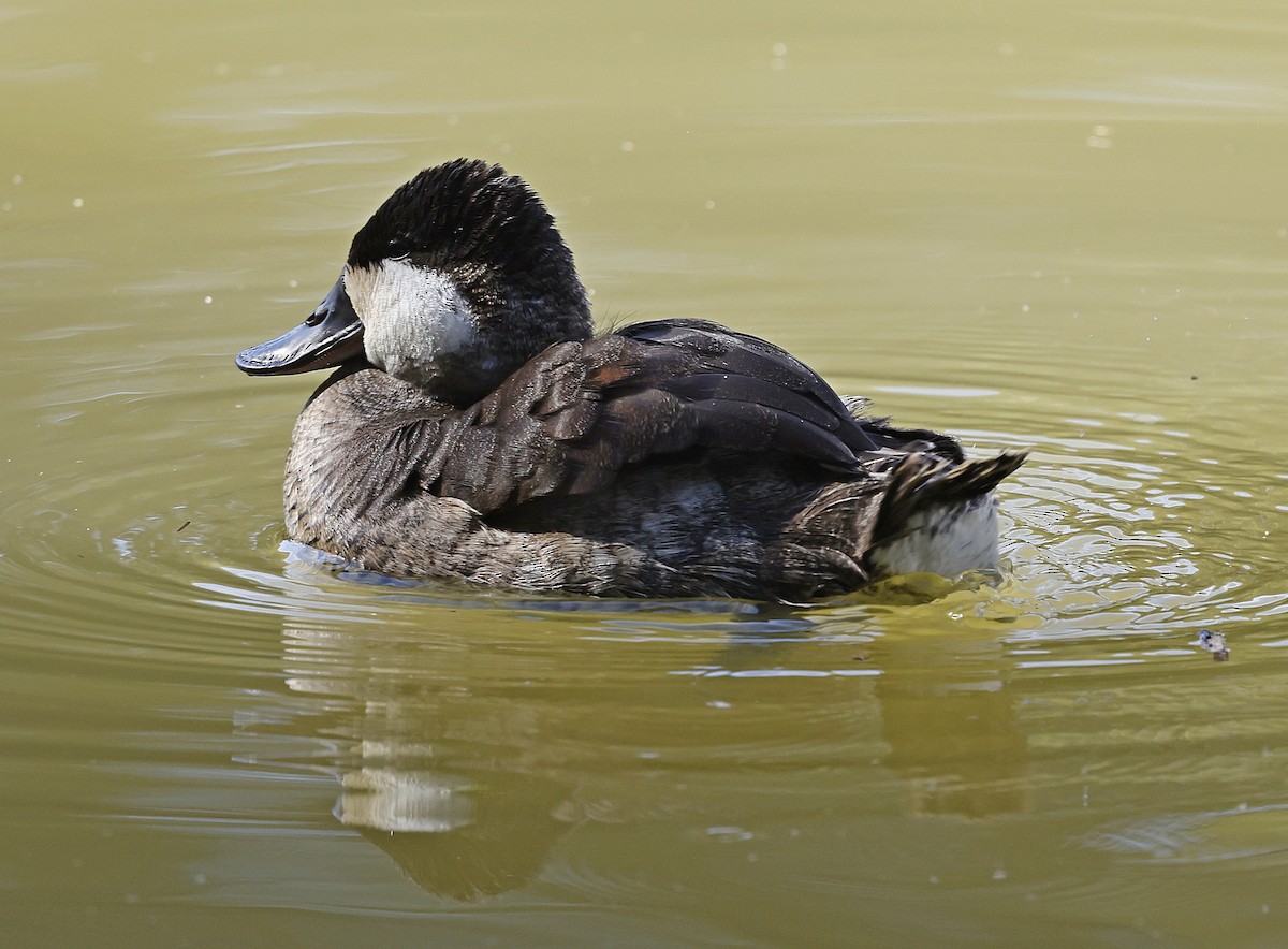 Ruddy Duck - ML625962947