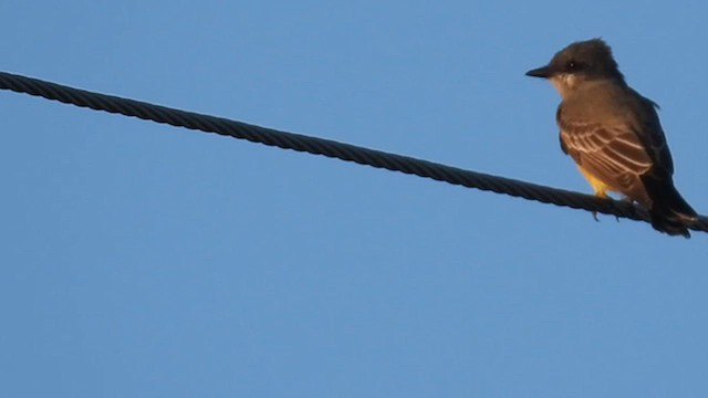 Cassin's Kingbird - ML625963087