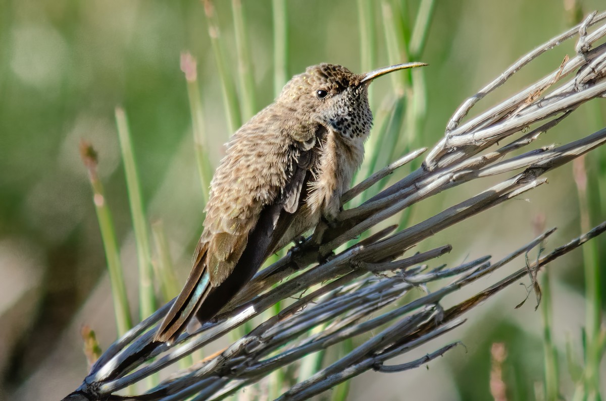 White-sided Hillstar - ML625963162