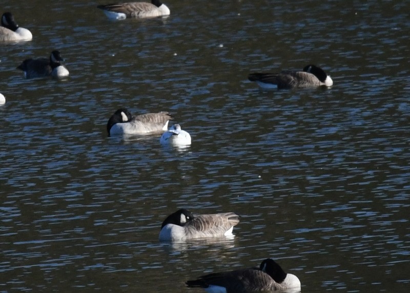 Ross's Goose - ML625963163
