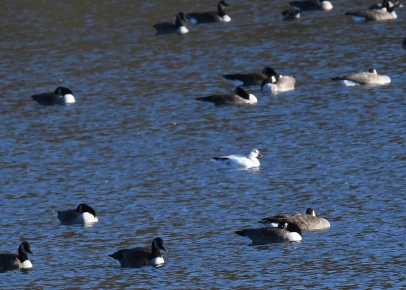 Ross's Goose - ML625963164
