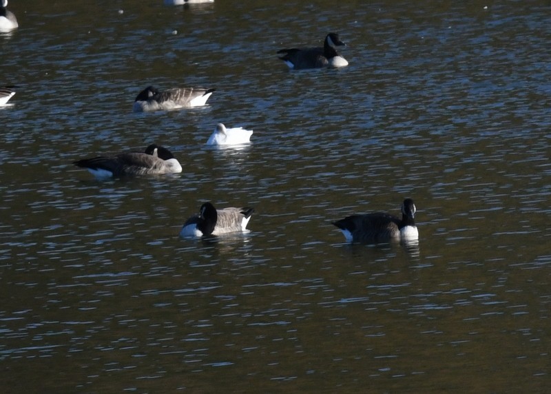 Ross's Goose - ML625963165