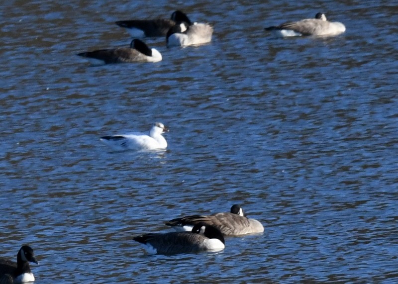Ross's Goose - ML625963166