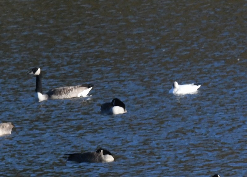 Ross's Goose - ML625963167