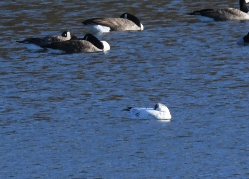 Ross's Goose - ML625963168