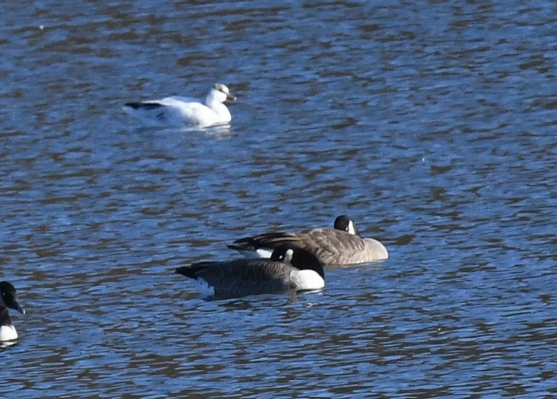 Ross's Goose - ML625963347