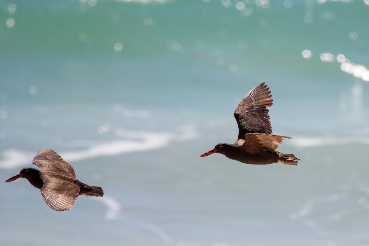 Blackish Oystercatcher - ML625963427