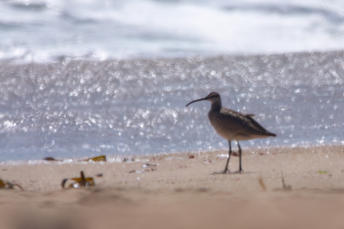 Whimbrel - ML625963437