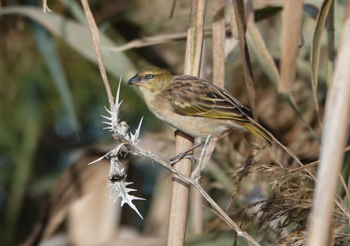Black-headed Weaver - François Duchenne