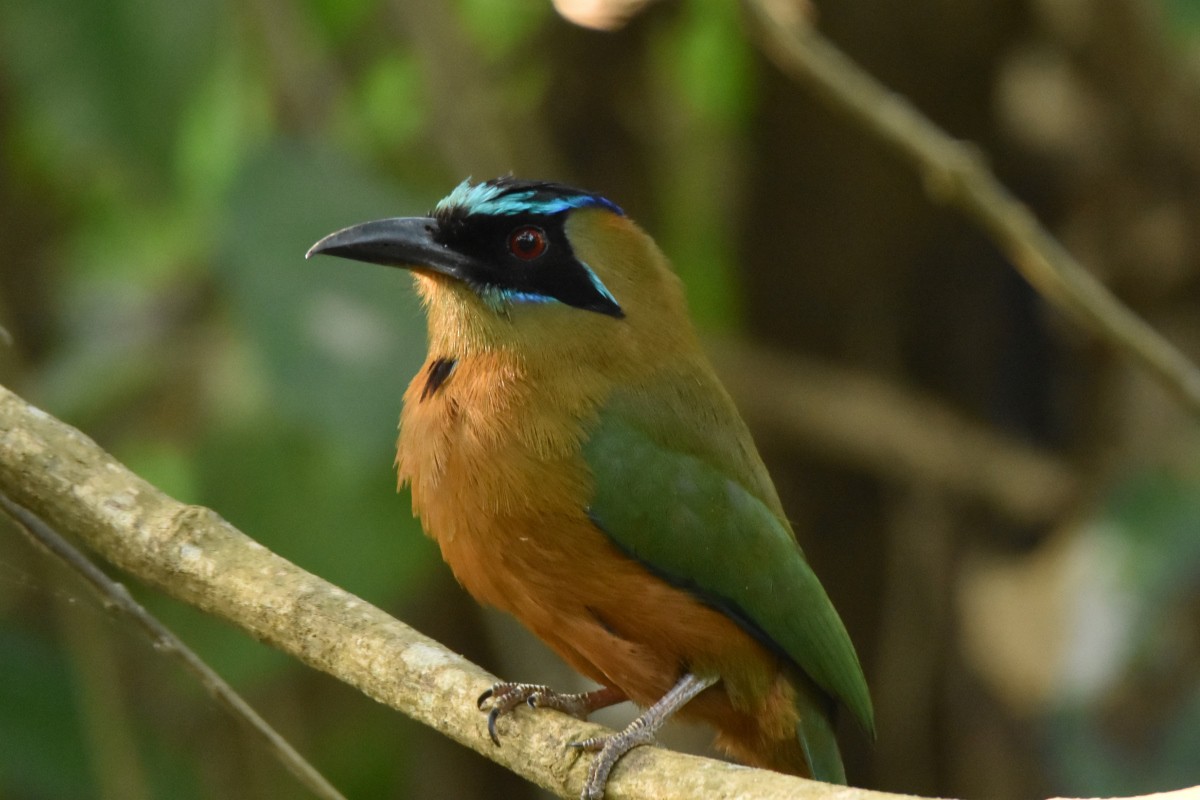 Whooping Motmot - ML625963968