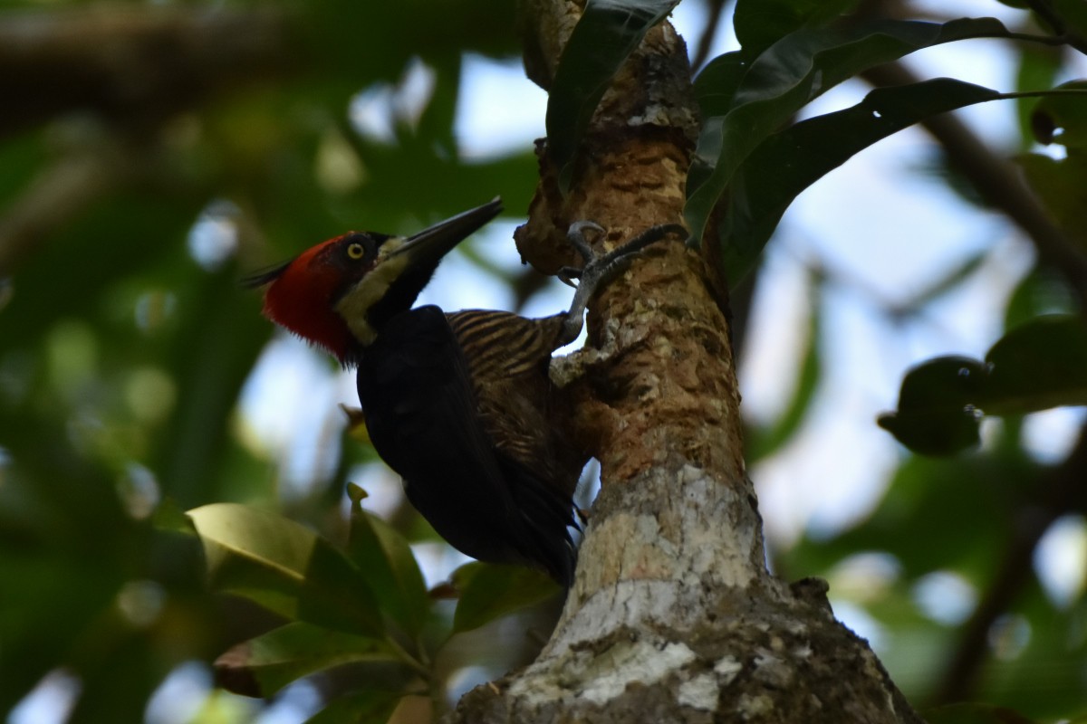 Crimson-crested Woodpecker - ML625963975