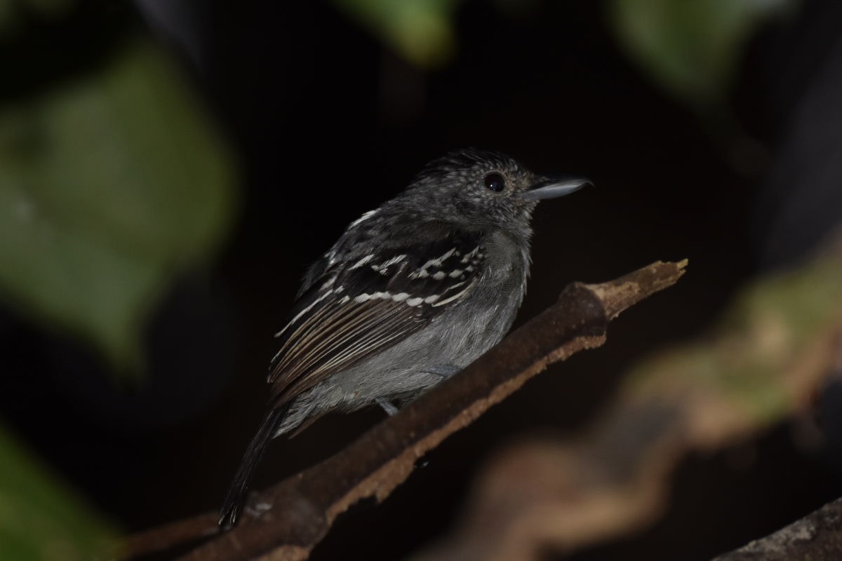 Black-crowned Antshrike - ML625963985