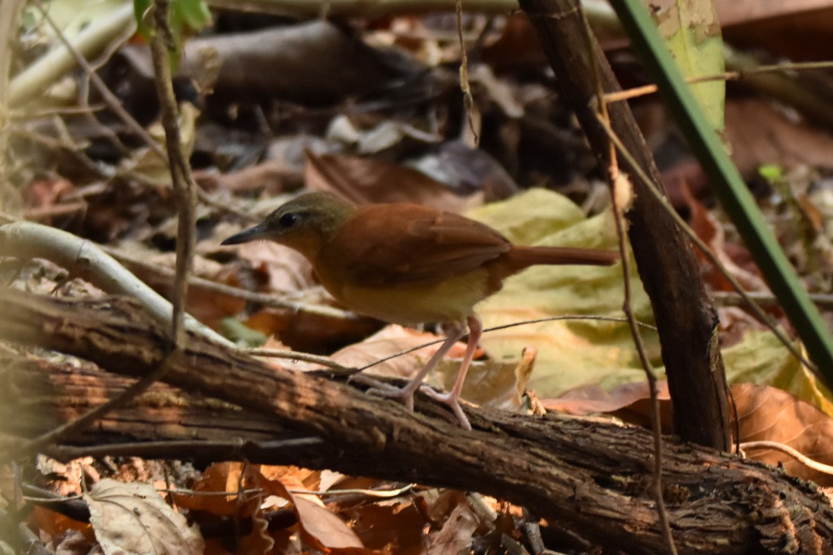 White-bellied Antbird - ML625963996