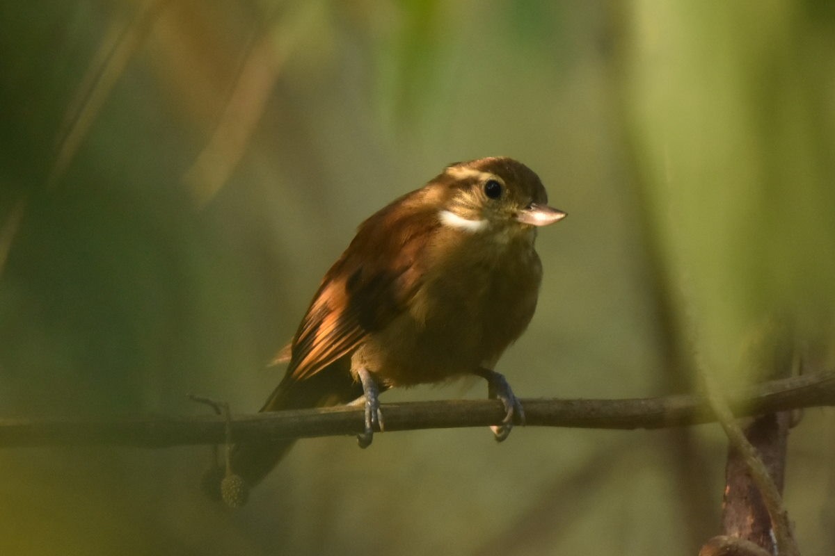 Northern Plain-Xenops - ML625963997