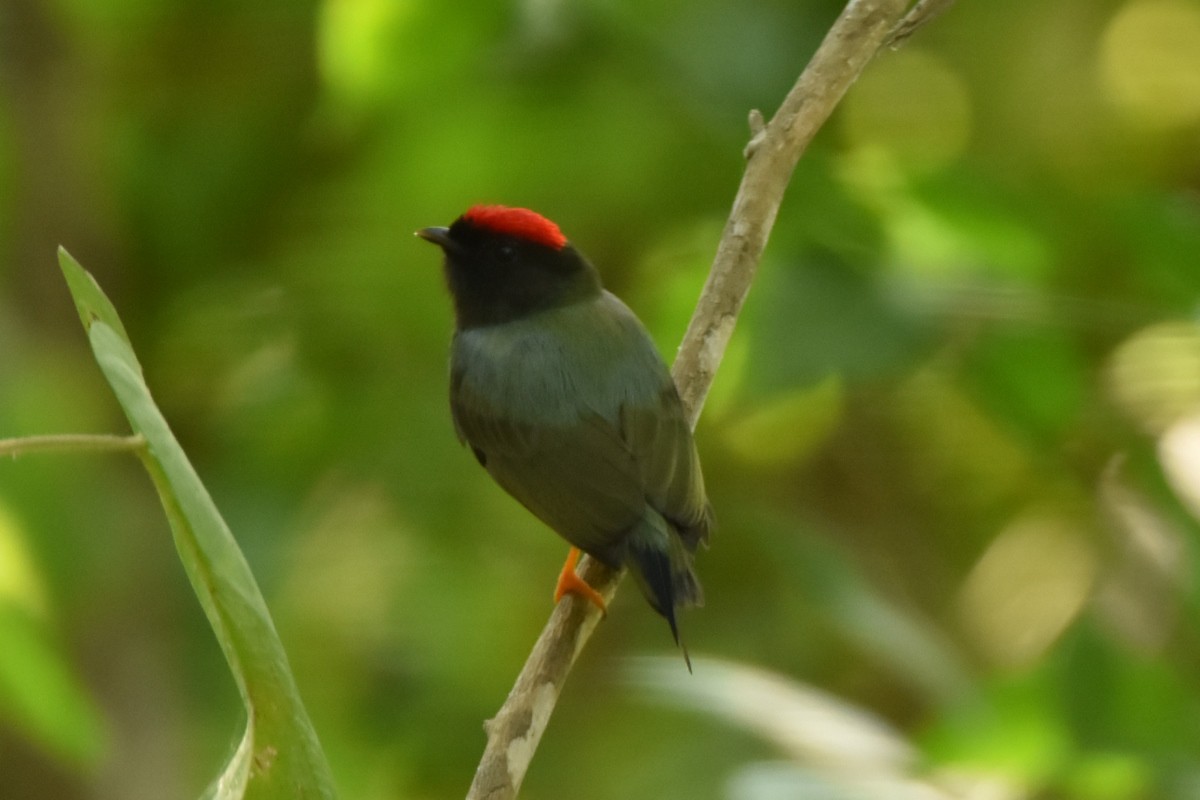 Lance-tailed Manakin - ML625964002