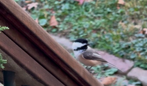 Black-capped Chickadee - ML625964117