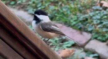 Black-capped Chickadee - ML625964118