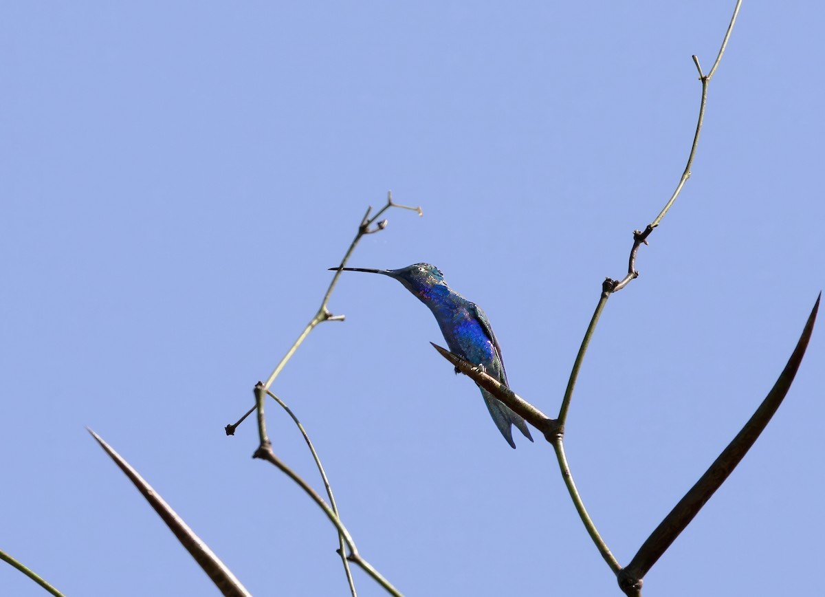 Blue-tufted Starthroat - ML625964414