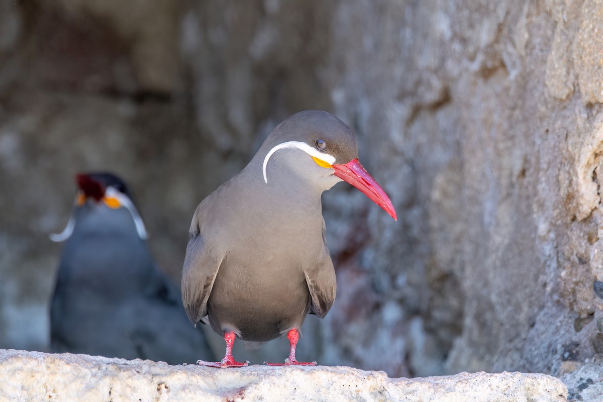 Inca Tern - ML625964744