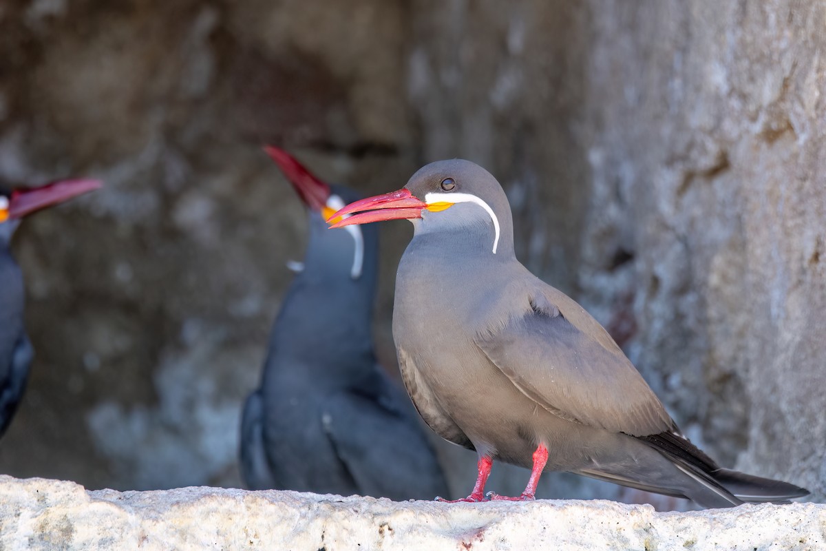 Inca Tern - ML625964746