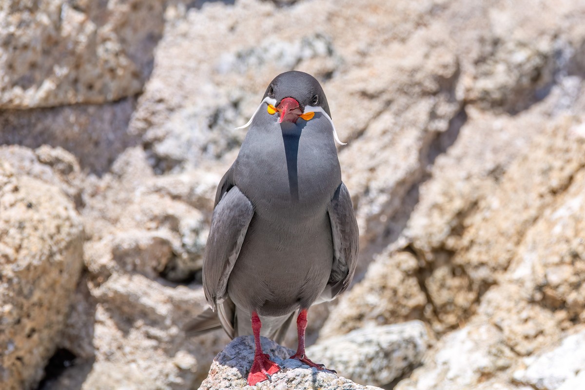 Inca Tern - ML625964747