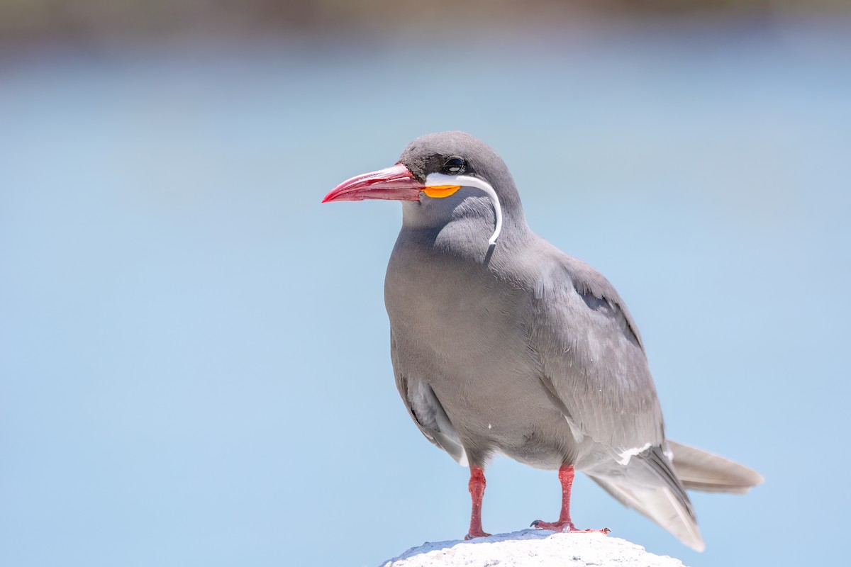 Inca Tern - ML625964748