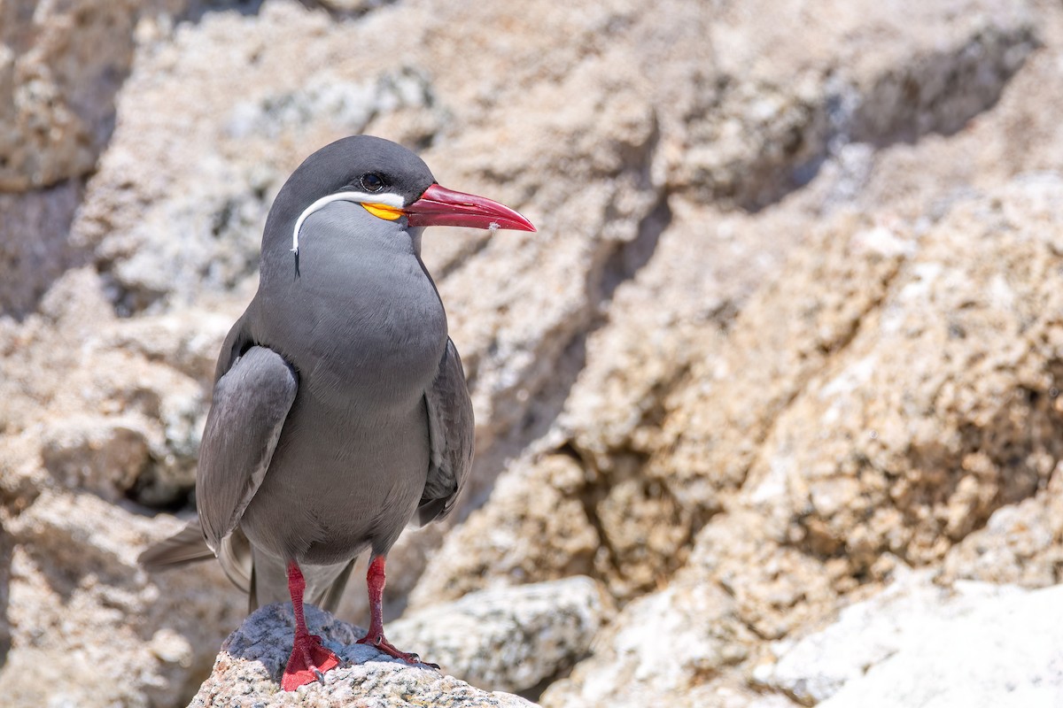 Inca Tern - ML625964749