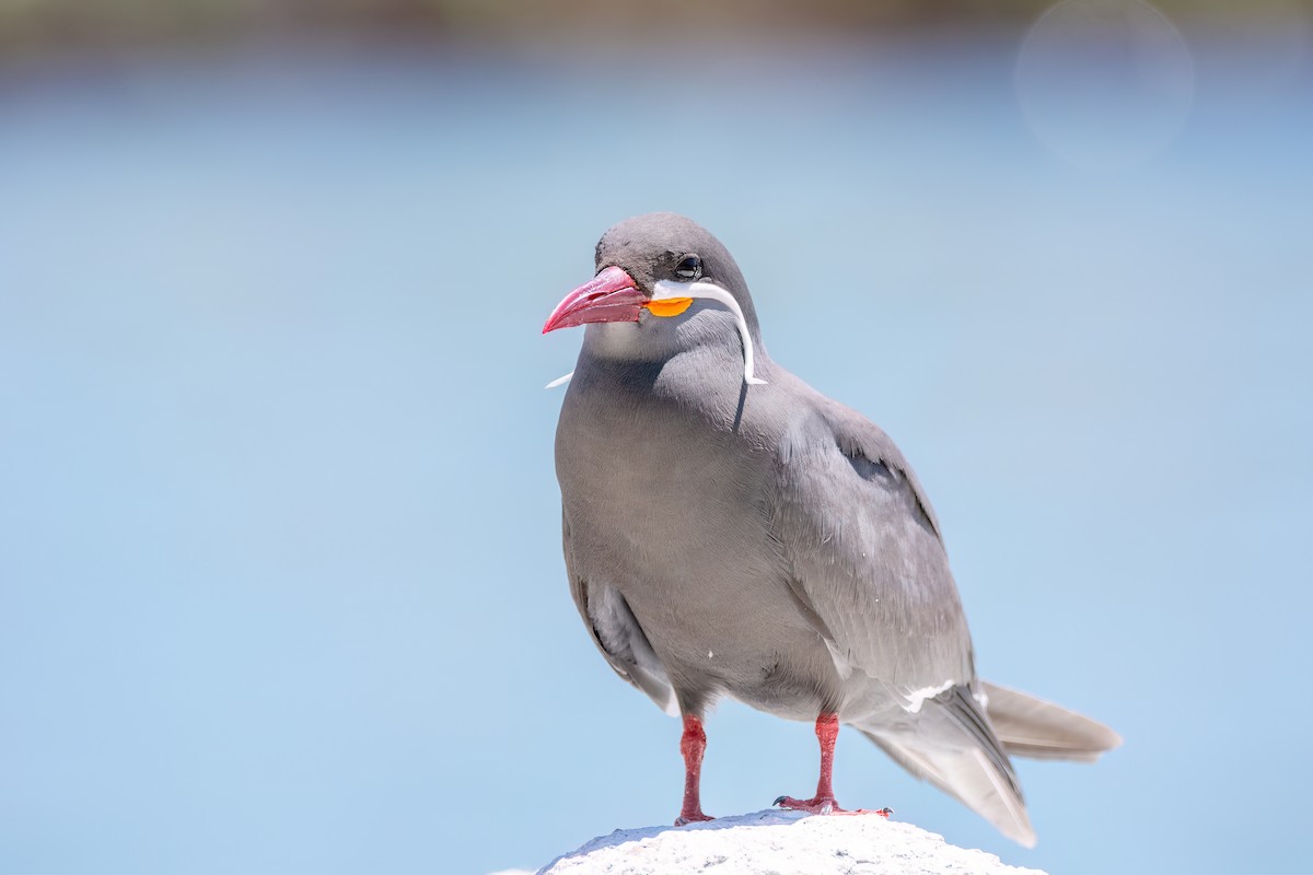 Inca Tern - ML625964750